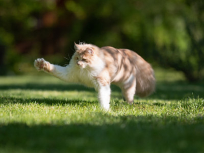 Médaille chat ou puce : votre chat a-t-il besoin des deux ?
