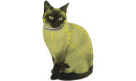 Collare Naturale per Gatto Anti-pulci e Zecche