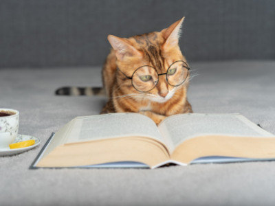 Idées de nom chat 2024 : noms de chat pour femelle, chaton